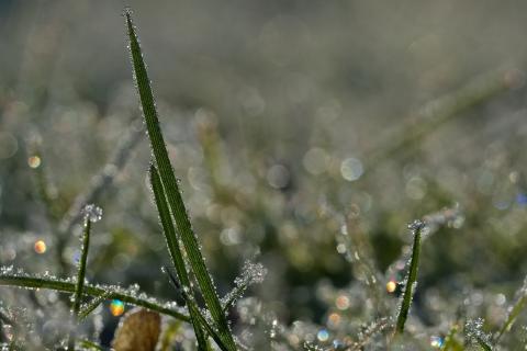 Gras mit Raureif
